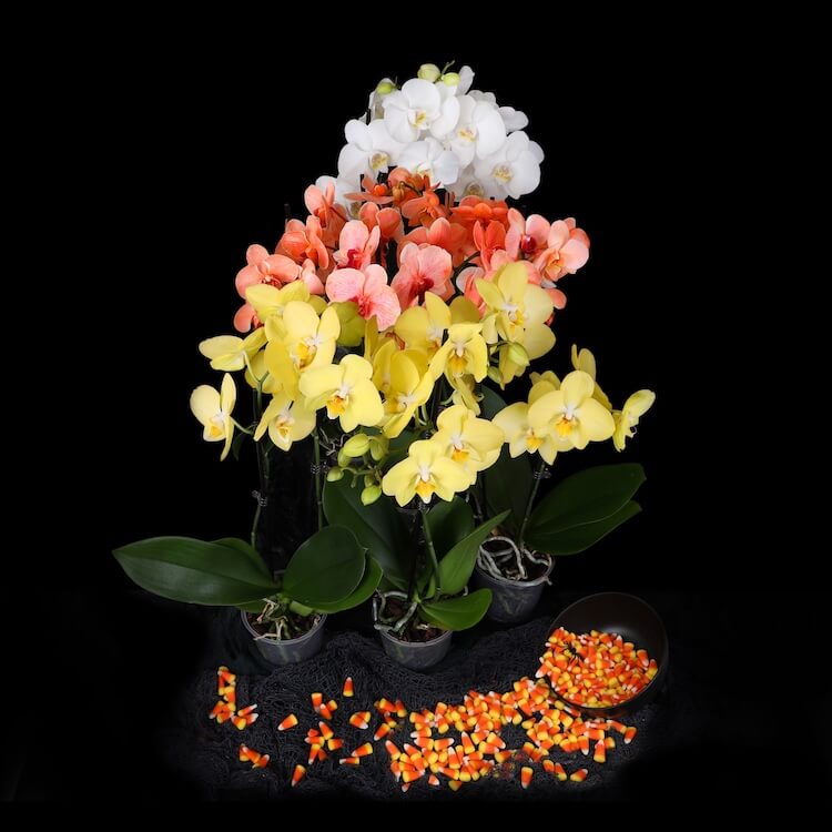 Add Halloween Orchids to Your Decor